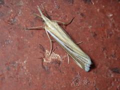 Hednota relatalis