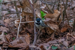 Periparus ater