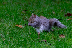 Sciurus carolinensis