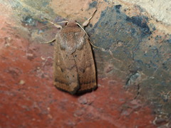 Proteuxoa porphyrescens