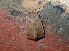 Proteuxoa porphyrescens