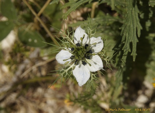 love-in-a-mist