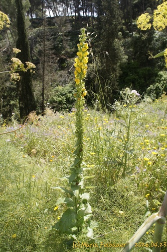 Cretan Mullein