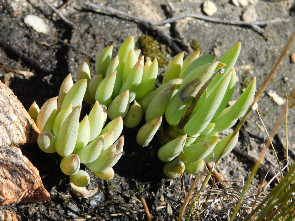 Curio talinoides var. mandraliscae