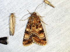 Heliothis punctifera
