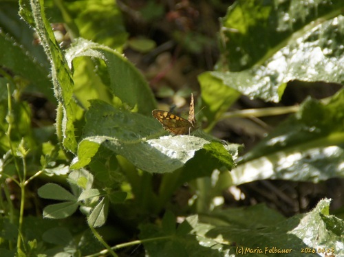 Speckled Wood