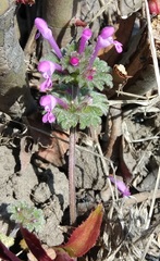 Lamium amplexicaule