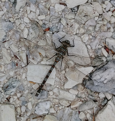 Austroaeschna hardyi