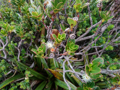 Eucalyptus vernicosa