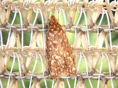 Syringoseca rhodoxantha