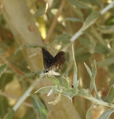 Hesperopsis gracielae