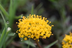 Tauschia decumbens