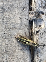 Monistria pustulifera