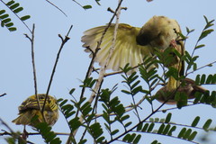 Ploceus jacksoni