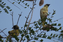 Ploceus jacksoni