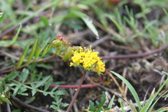 Tauschia decumbens