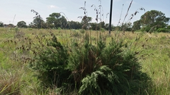 Thamnochortus glaber