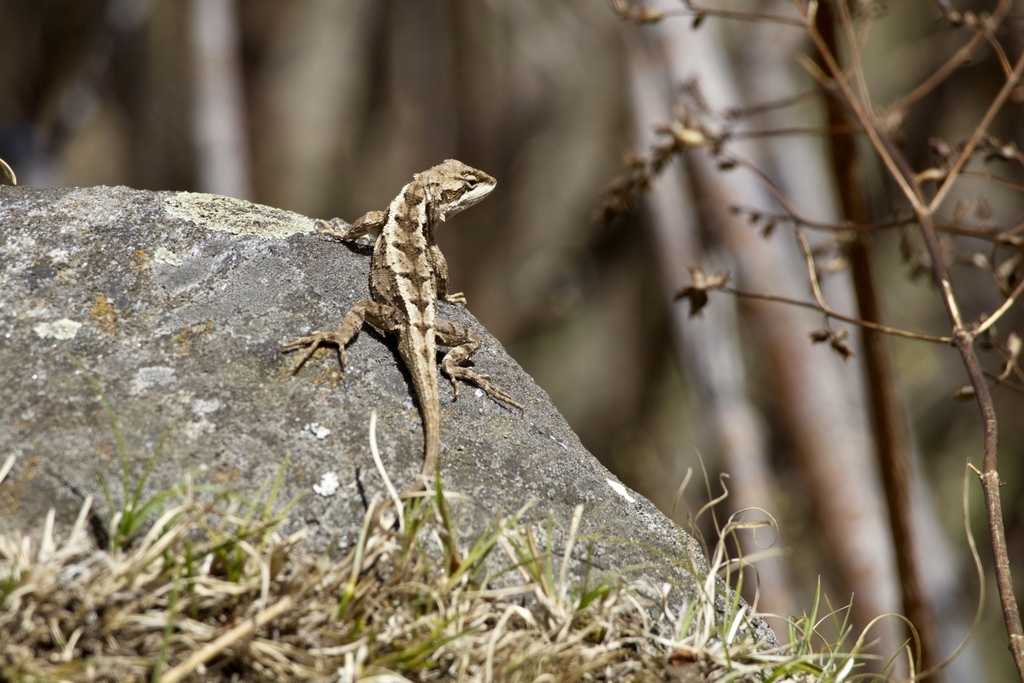 Kumaon Mountain Lizard