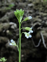 Arabis sagittata
