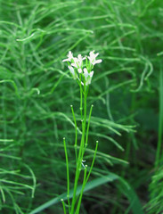 Arabis sagittata