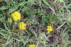 Tauschia decumbens