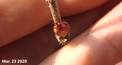Corylus heterophylla
