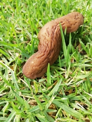 Laevicaulis natalensis natalensis