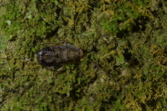 Parellipsidion latipenne