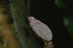 Coelostomidia zealandica
