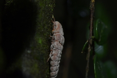 Coelostomidia zealandica