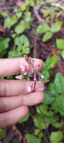 Grona adscendens