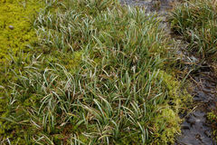 Carex hectorii