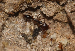 Anochetus