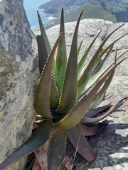 Aloe succotrina
