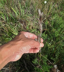 Thamnochortus glaber