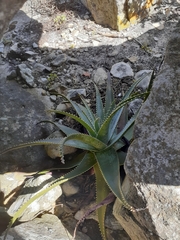 Aloe succotrina
