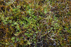 Ranunculus maculatus