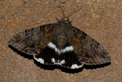 Achaea catella