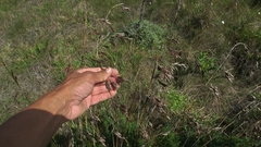 Thamnochortus glaber