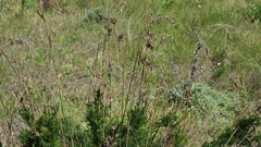 Thamnochortus glaber