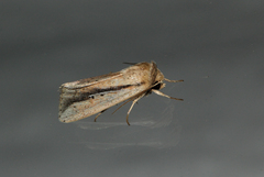 Mythimna tacuna