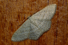 Scopula lactaria