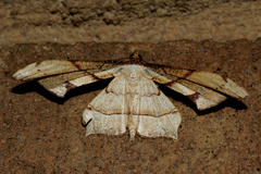 Uraniidae