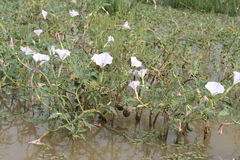 Datura ceratocaula
