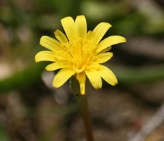 Scorzonera parviflora