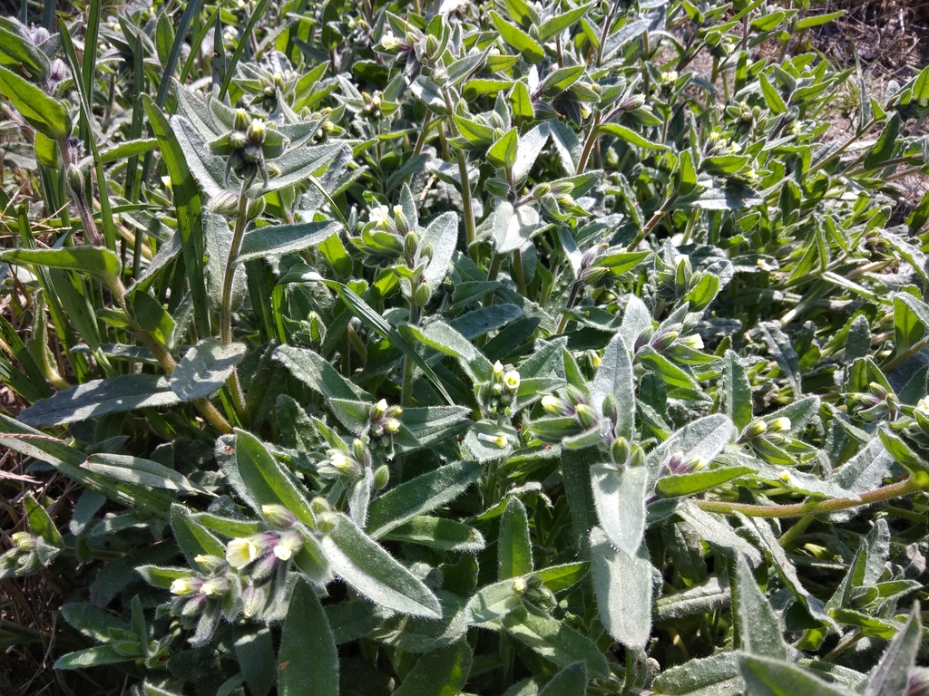 Nonea setosa