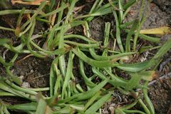 Scorzonera parviflora