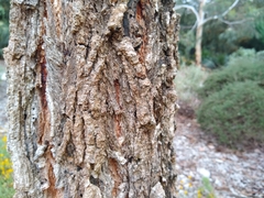 Eucalyptus caleyi