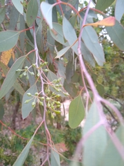 Eucalyptus caleyi