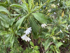 Scaevola gaudichaudiana